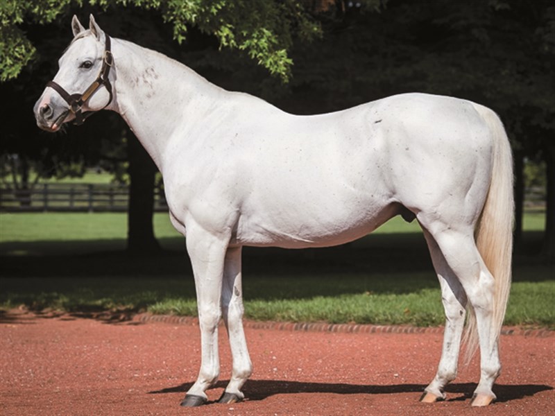 Tapit and his Belmont Stakes Legacy - Horse Racing Nation