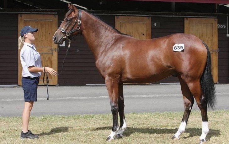 horseracingnation com