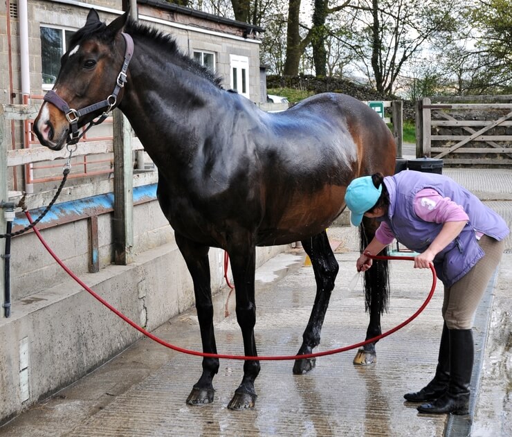 horseracingnation com