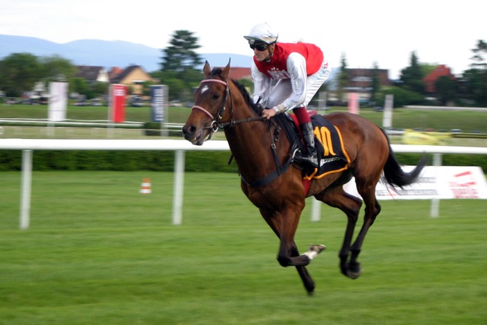 Race Horse Running